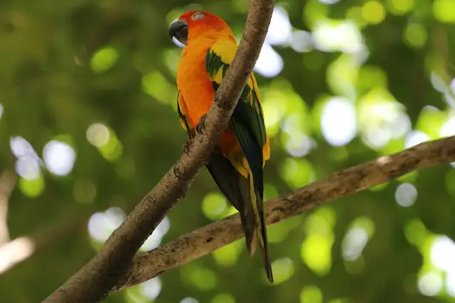 Bird Paradise