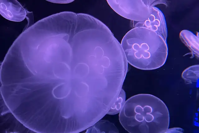 S.E.A. Aquarium